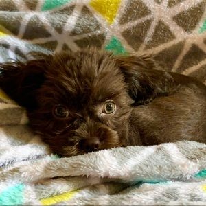 Meet your Posher, Abigail